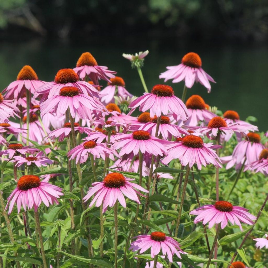 Cone Flowers-Purple