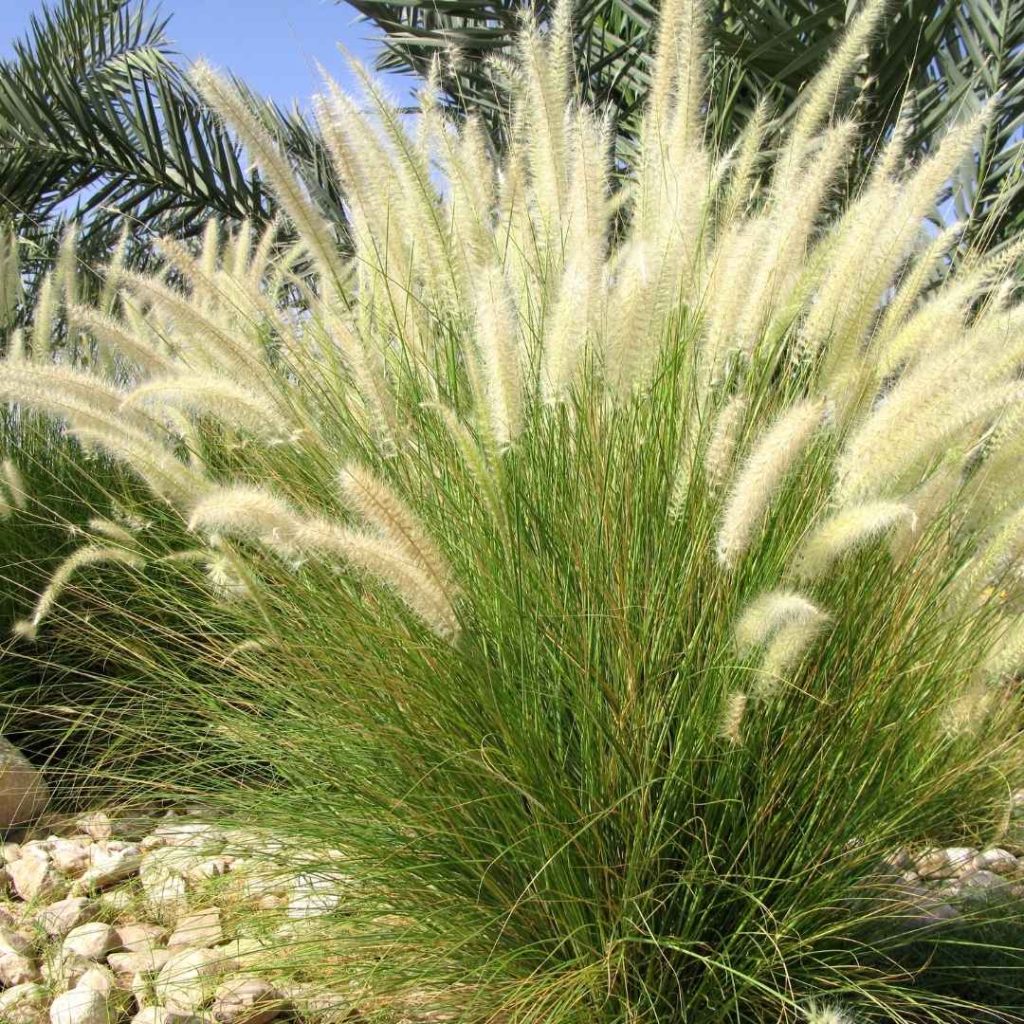 Ornamental Grass