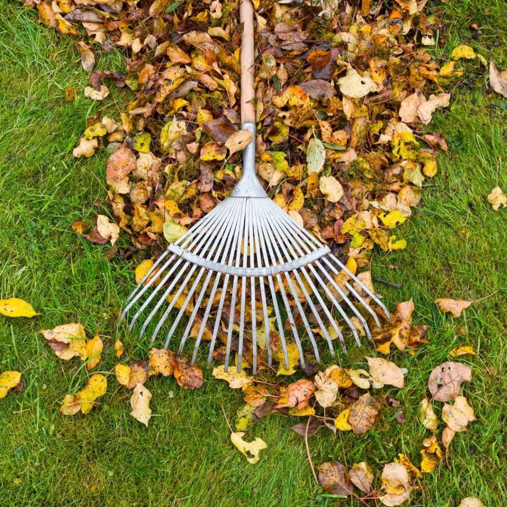 fall cleanup