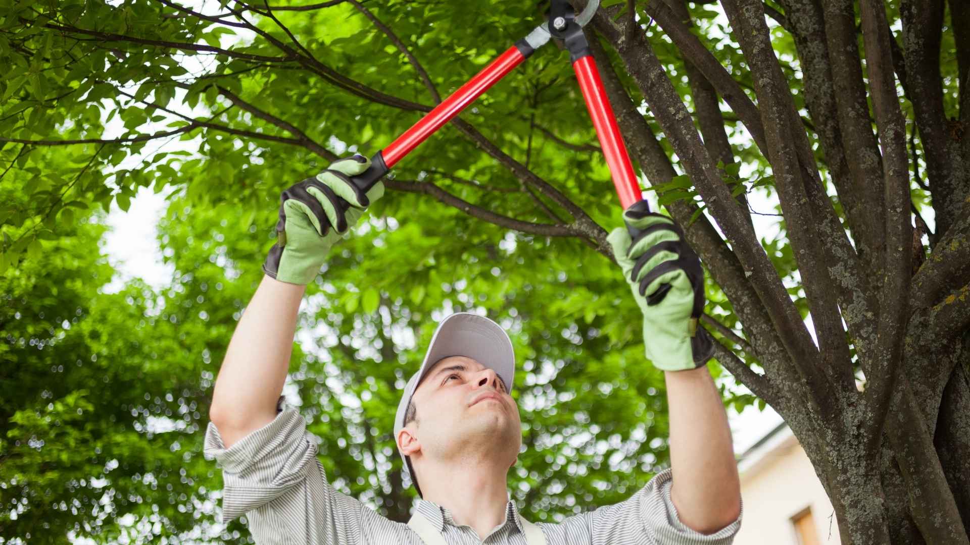 Pruning Trees