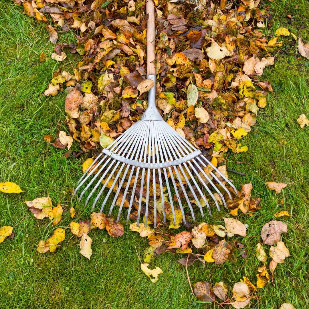 fall cleanup