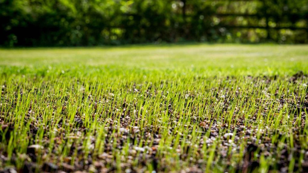 When Is the Best Time to Plant Grass Seed in Rhode Island?