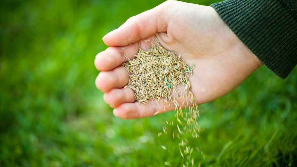 When Is the Best Time to Plant Grass Seed in Rhode Island?