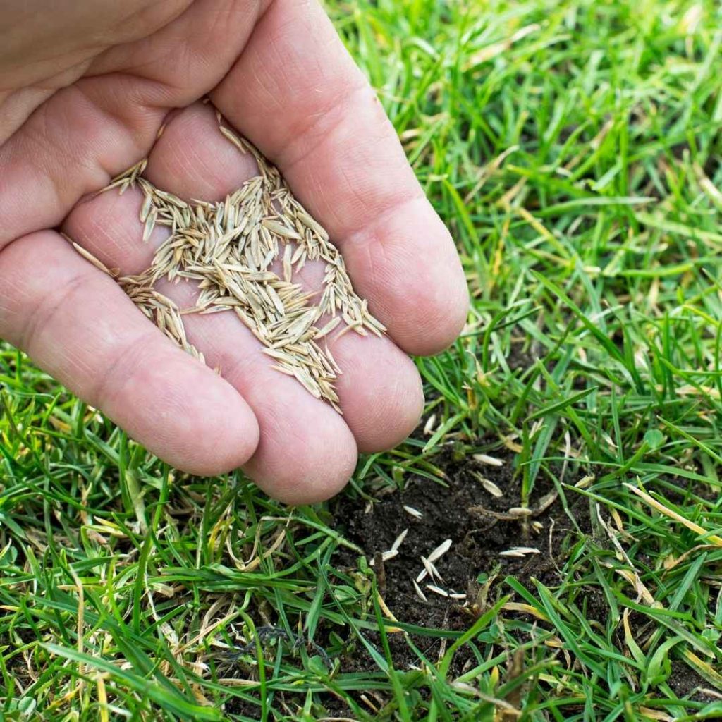 Plant Grass Seed