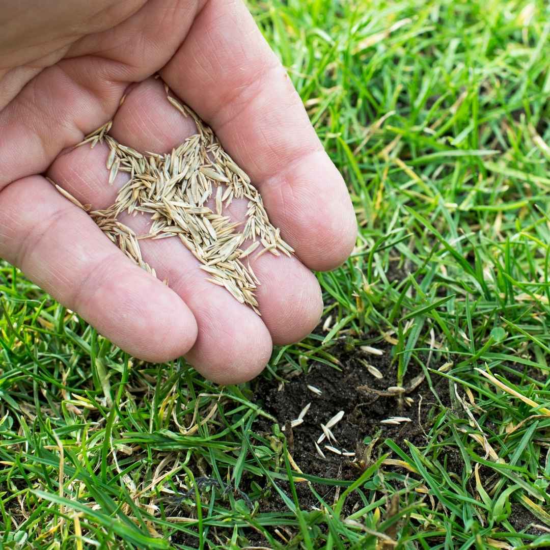 Plant Grass Seed